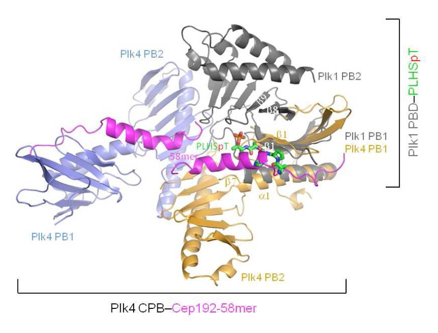 Plk4 PBD-Cep192와 Plk1 PBD-인산화 펩타이드 구조 비교