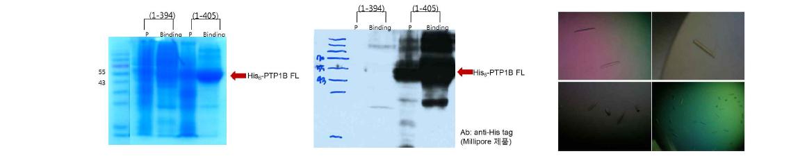 Sf9세포를 이용한 PTP1B(1-405) 발현(좌측) 및 초기결정 확보(우측)
