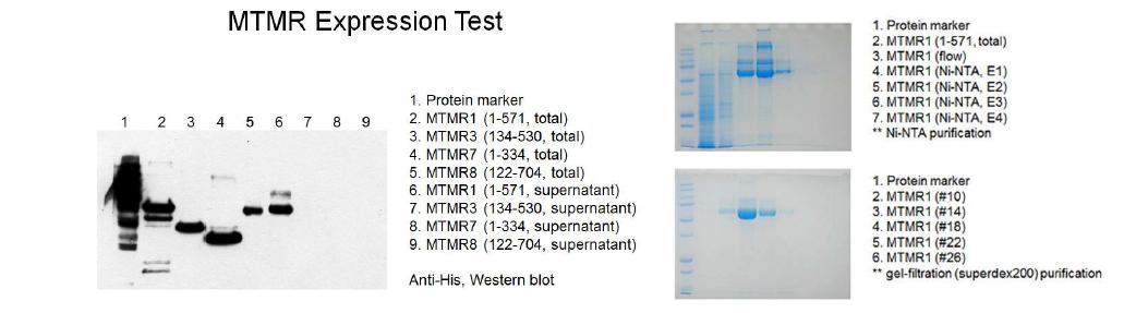 Sf9세포를 이용한 MTMR 단백질 발현시도(좌측) 및 MTMR1 단백질 정제(우측)