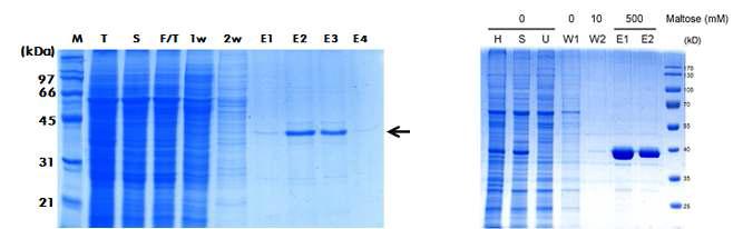 Sf9세포 발현 PTP 단백질 정제 (좌측, TPIP; 우측, Laforin)
