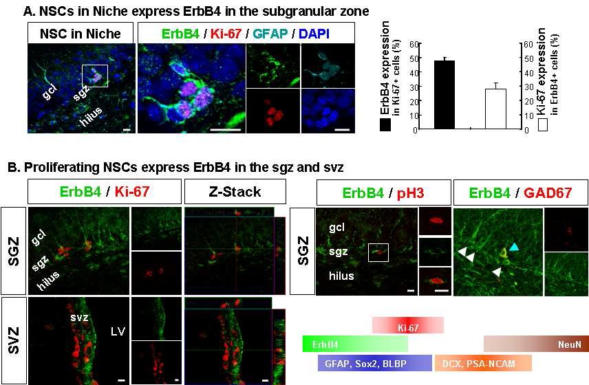 성체 해마 SGZ의 신경줄기세포 미세환경. 증식하는 신경줄기 세포에서 HRG 수용체 ErbB4의 발현 확인