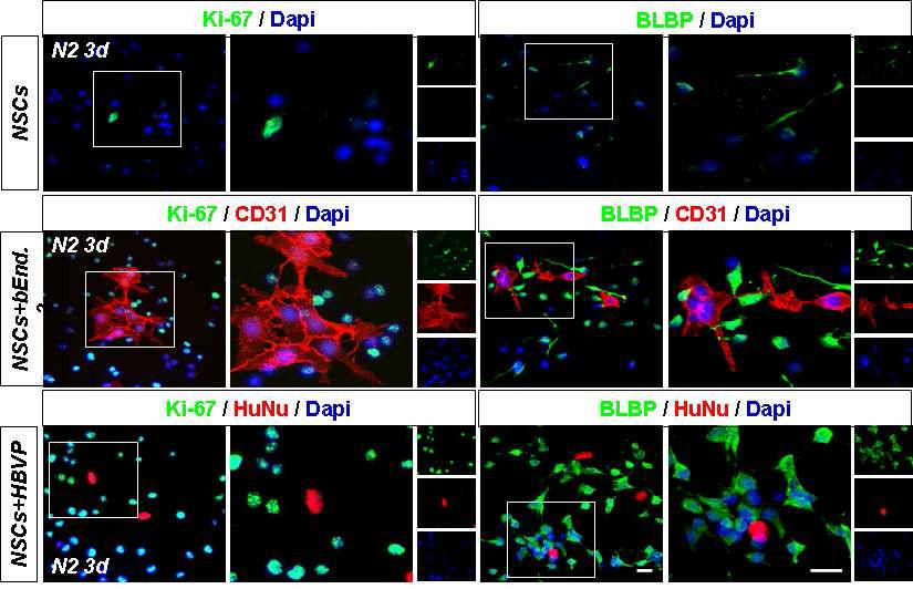 NSCs와 bEnd.3 또는 HBVP 동시배양 시 NSCs의 증식 증가 및 radial glia 표지자 BLBP 발 현 증가 확인 함