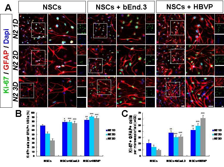 NSCs와 bEnd.3 또는 NSC와 HBVP 동시배양 시 NSCs의 증식을 Ki-67 발현 세포수의 증가를 통해 확인함. HBVP와의 동시배양에서 NSCs의 Ki-67+, GFAP+ 세포수 증가 확인.