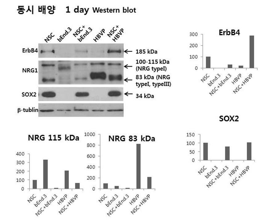 NSC와 niche cell 동시배양시 HRG isotype, 수용체 및 전사인자 발현