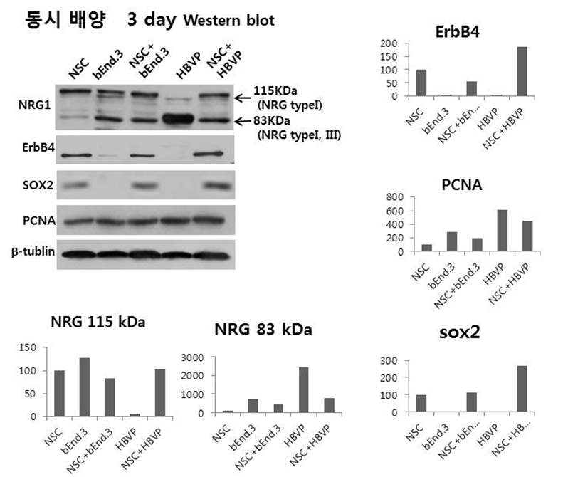 동시배양 3일에 pericyte+NSC 동시배양에 서 ErbB4, PCNA, sox2 증가. pericyte에서 83kDa HRG이 매우 많이 발현됨