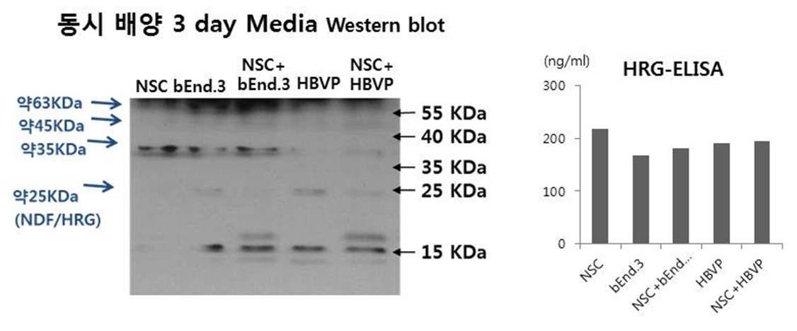 동시배양 3일에 pericyte+NSC 동시배양에서 25, 35, 45, 63kDa NRG이 분비됨 NSC과 Endothelial cell에서는 35kDa type1 분비가 많고 pericyte에서는 25kDa분비가 많음 ELISA에 서 Endothelial cell은 HRG 분비가 다소 적음