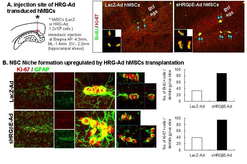 분비형 HRGβE 유전자 전달한 hMSCs의 뇌이식 을 통한 endogenous NSCs의 증식 증가 확인