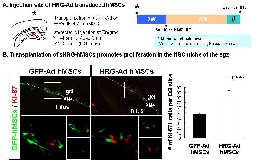 분비형 HRGβE 유전자 전달한 hMSCs를 해마 dentate gyrus로 주입한 후 NSC 미세환경 주변으로 이동된 hMSCs 확인 및 endogenous NSCs 증식 증가 확인