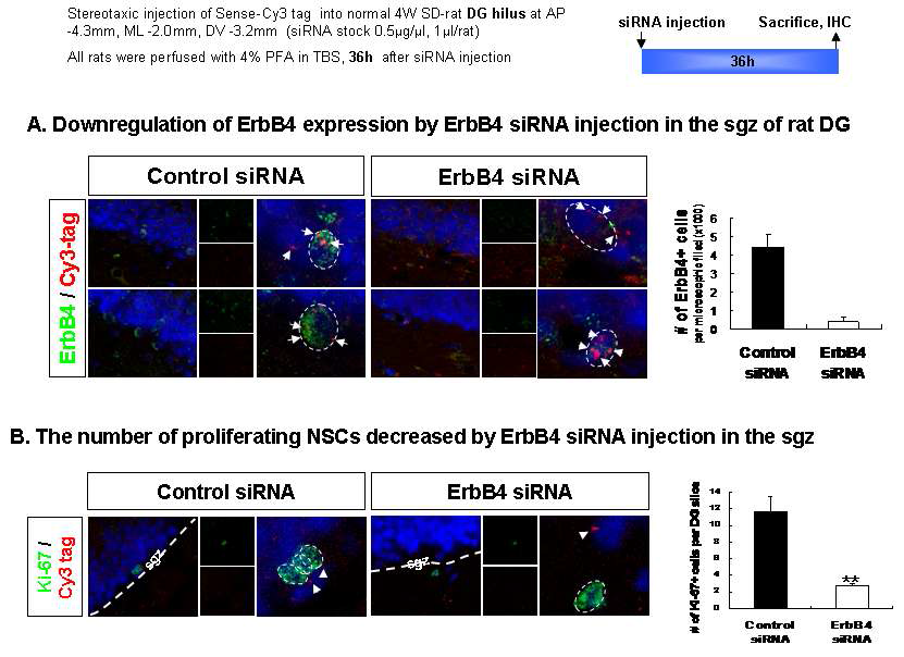 성체 흰쥐 해마 DG로 ErbB4 siRNA 주입 후 ErbB4 발현 저하 확인. siRNA 표지된 Ki-67+ 세포 수 감 소를 확인함.