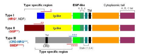 NRG1 subtypes 모식도