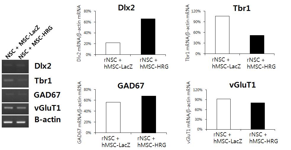 MSC의 재조 합 HRG 분비에의한 유전자 발현 변화 확인: HRGβE 유전자 전달한 hMSCs와 대 조군 LacZ 전달한 hMSCs를 NSC과 동 시배양 3일 후 유전 자발현 변화.