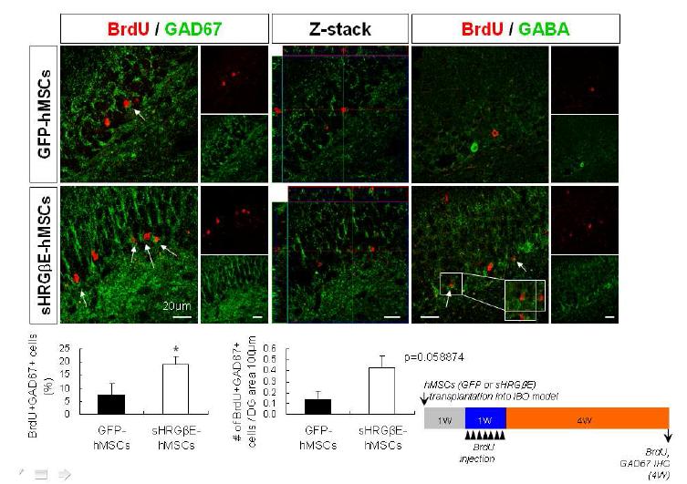 HRGβE-hMSCs 주입 후 4주차 BrdU, GAD67 및 GABA+ 세포 증가 확인