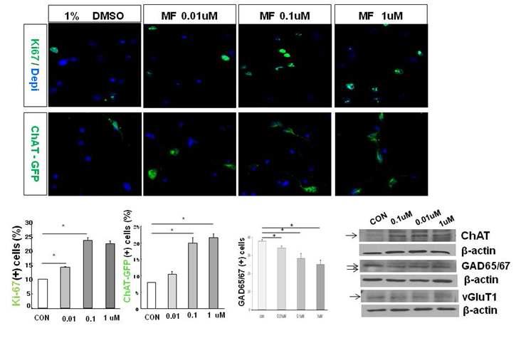 ChAT-GFP Tg mice의 cortical NPCs에 MF 처리시 NPC 증식 (Ki67+) 한 결과 NPC 증식 (Ki67+) 및 콜린성 세포 분화 촉진되고 가바성 세포 분화는 감소함