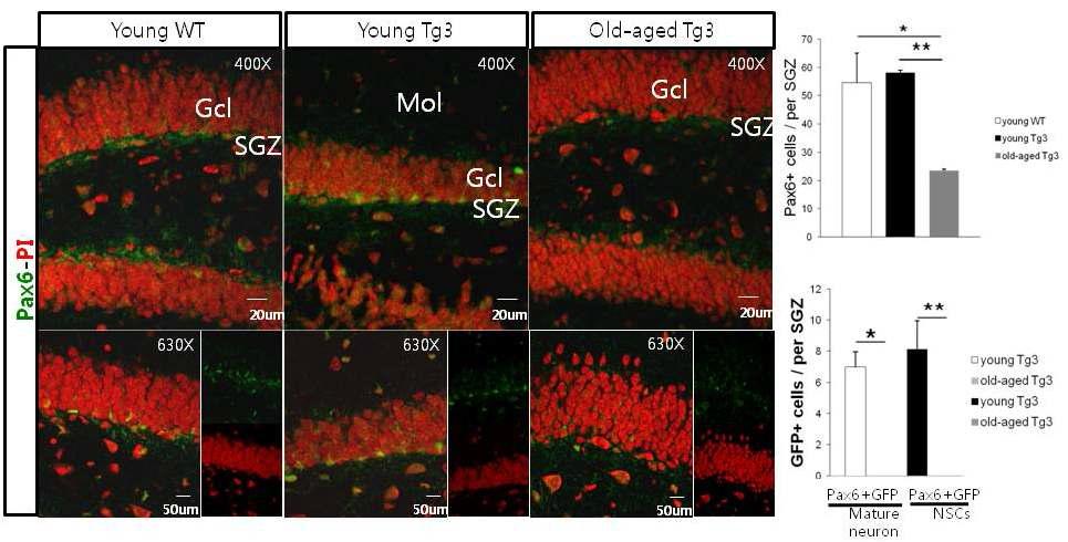 2년된 Pax6-GFP Tg 노화 쥐에서 GFP 발현 NSC와 GFP 발현 성숙한 신경세포의 감소
