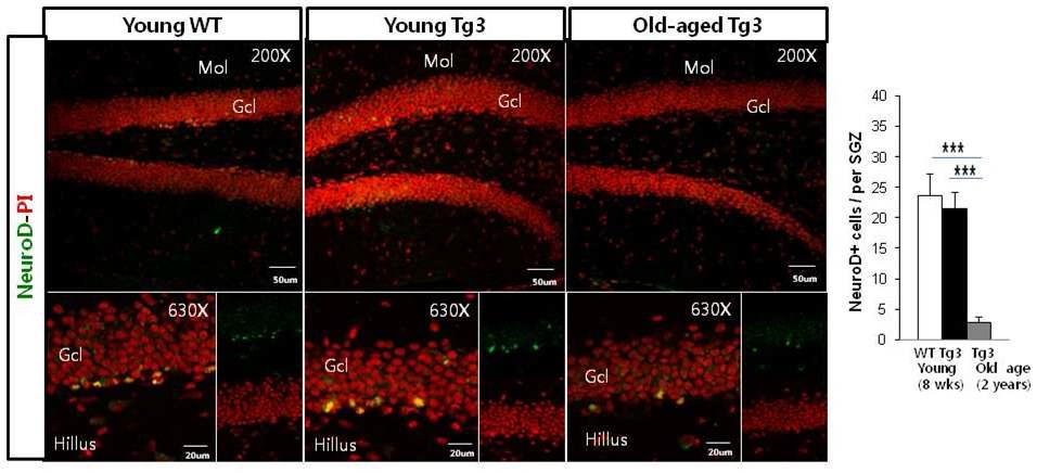 2년된 Pax6-GFP Tg 노화 쥐에서 NeuroD 발현 NSC가 7배 감소