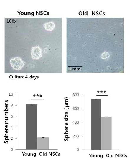 노화된 쥐 뇌에서 배양한 Neurosphers의 개수와 크기 감소