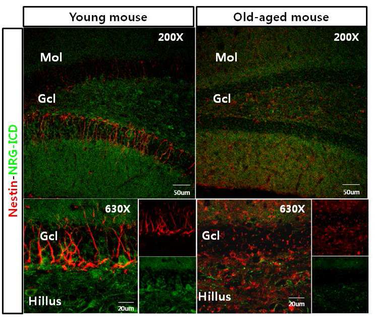 HRG을 분비하는 세포는 젊은 쥐 SGZ 에 많으나 노화 쥐에는 없음