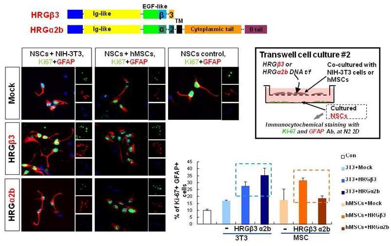 HRGβ3, HRGα2b를 분비하 는 3T3나 hMSCs 와 transwell에 동 시배양한 NSC의 증식에 미치는 영향