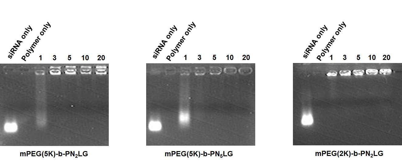 제조된 3종의 mPEG-b-PNLG 고분자의 Gel retardation 결과