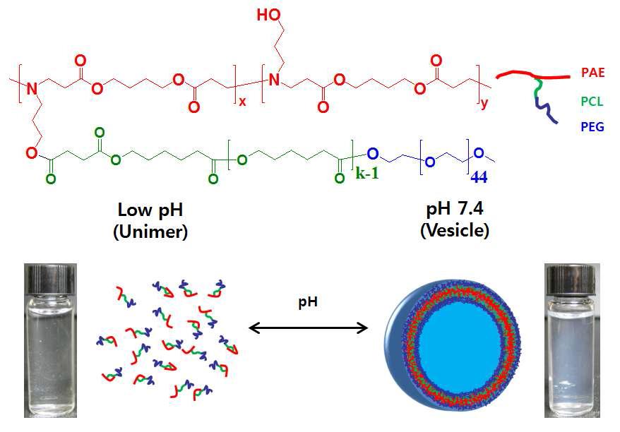 pH의 변화에 의한 폴리머좀의 형성 및 그 구조의 붕괴