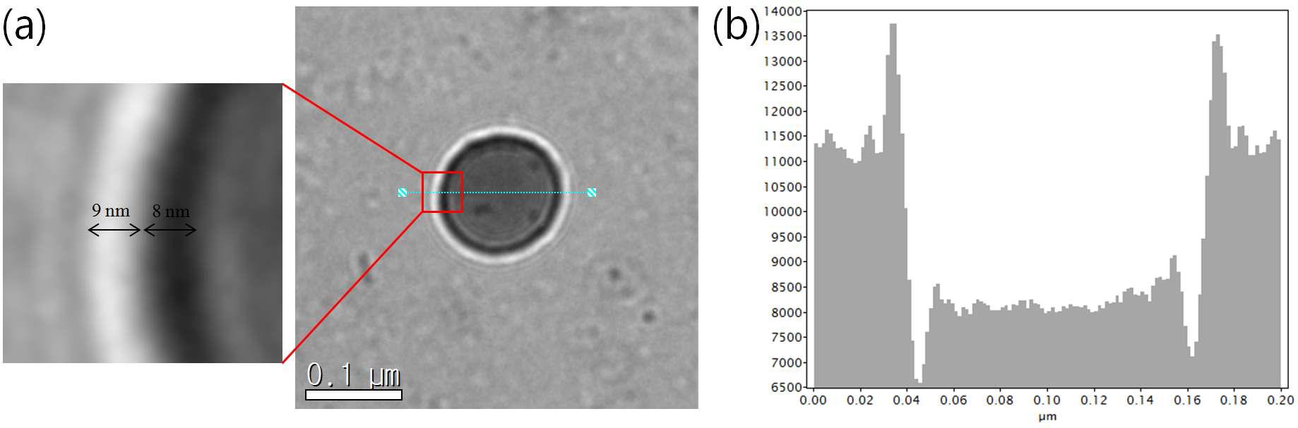 (a) 친수성 고분자 블록과 폴리머좀 막 부분의 두께를 나타내는 TEM image, (b)PAE-g-PCL(1k)-PEG(2k) 폴리머좀의 contrast profile