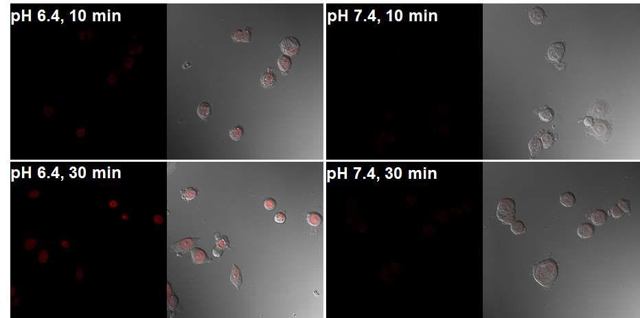 pH 6.4 와 7.4 에서의 MCF-7 세포에 처리된 DOX가 로딩된 폴리머좀의 Confocal microscopic image.