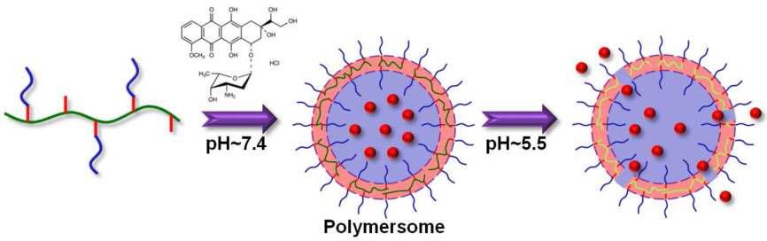 Poly(β-amino ester)를 기반으로 한 생분해성을 가지는 pH 민감성 polymersome의 모식도