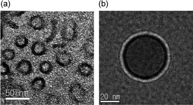 PAE-g-PLA/MPEG 고분자의 (a) TEM image, (b) Cryo-TEM image