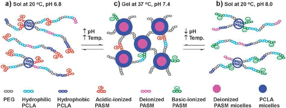 PUASM 하이드로겔의 가역적 졸-겔-졸 상전이에 대한 모식도