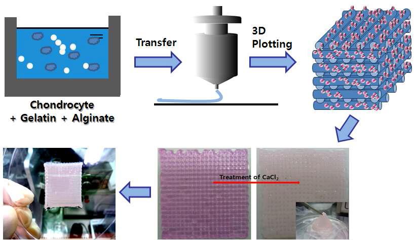 Alginate + Gelatin 복합 세포 인공지지체 제조 공정
