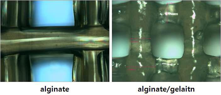 Alginate 인공지지체 vs. Alginate + Gelatin 인공지지체 형상