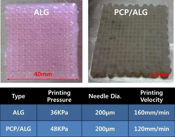 2.5% PCP + Alginate + Chondrocyte 인공지지체 제작 공정 조건