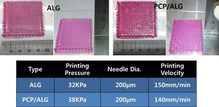 0.2% PCP + Alginate + Chondrocyte 인공지지체 제작 공정 조건