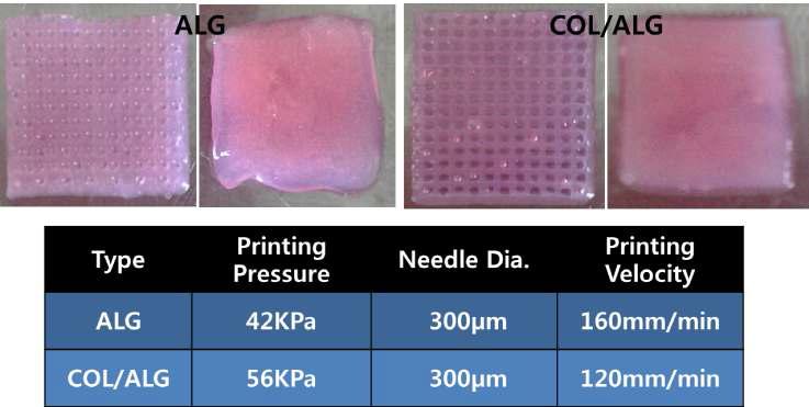 0.27% Collagen + Alginate + Chondrocyte 인공지지체 제작 공정 조건