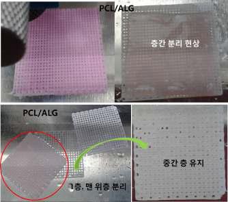 PCL + Alginate 인공지지체 제작 특성 (층간 분리)