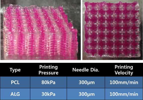 1% PCP + Alginate + PLGA 인공지지체 제작 공정 조건