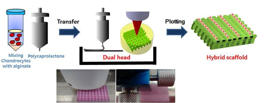 PCL + Alginate 복합인공지지체 제작공정