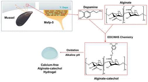 Alginate-cathecol 합성 방법