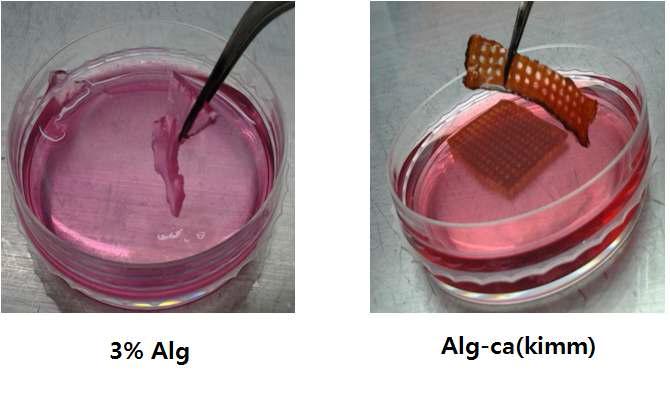 14d 후 Alginate-cathecol 인공지지체의 모습