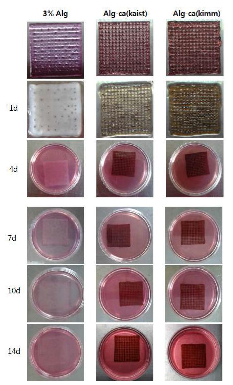 Alginate-cathecol 인공지지체의 제작 및 시간에 따른 형태