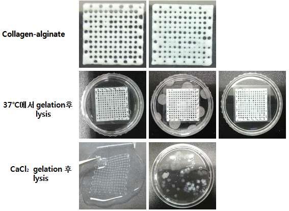 Alginate-collagen 인공지지체의 제작