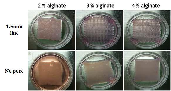 제작된 다양한 농도 및 기공을 가지는 Alginate + Chondrocyte 인공지지체