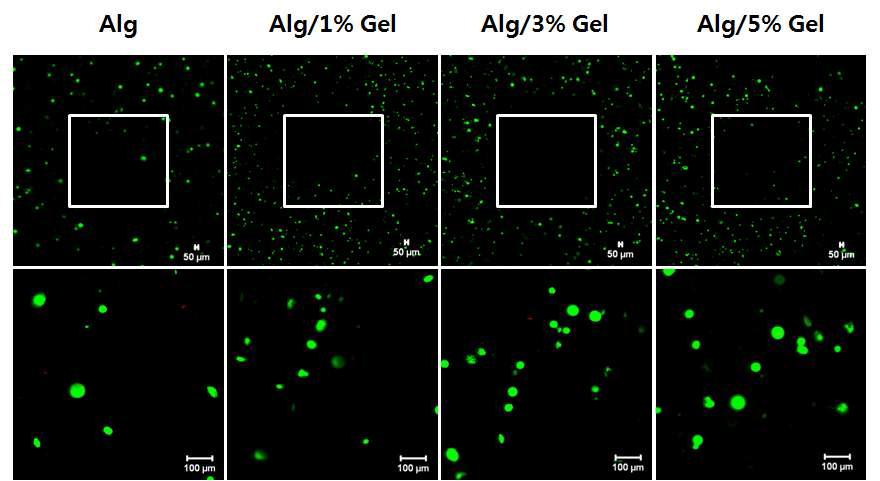 Alginate + Gelatin 인공지지체의 Live/Dead cell 형광 이미지 (3일)