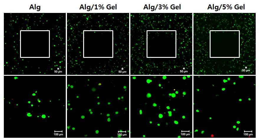 Alginate + Gelatin 인공지지체의 Live/Dead cell 형광 이미지 (8일)