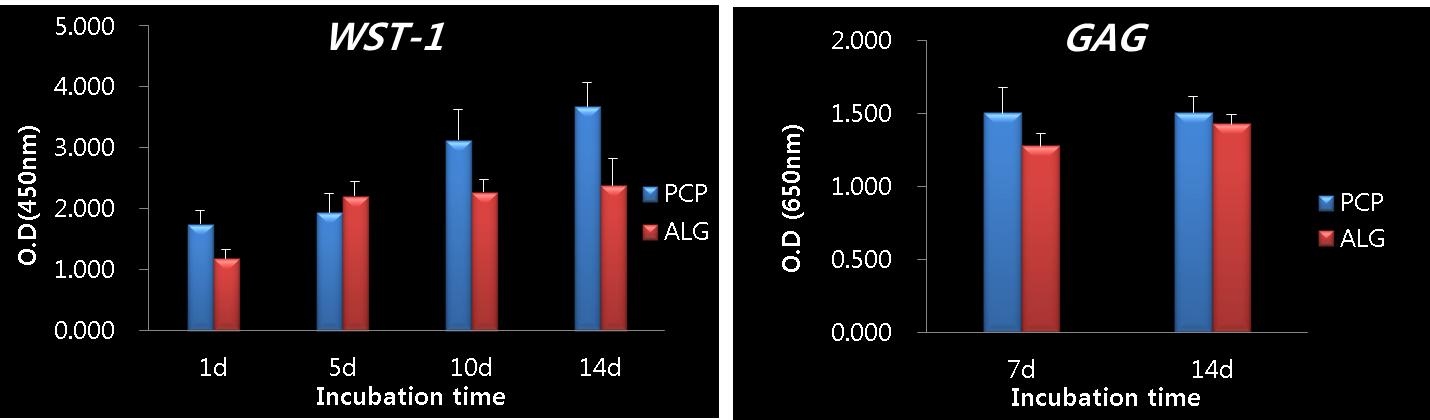 2.5% PCP + Alginate 인공지지체의 세포 특성 실험 결과 : 증식 특성(좌), 분화 특성(우)