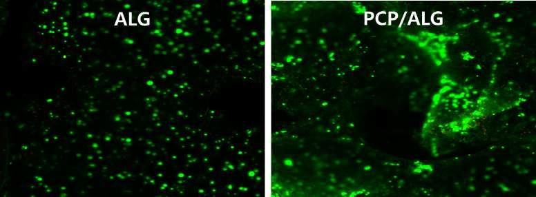 2.5% PCP + Alginate 인공지지체의 Live/Dead cell assay 결과 (14일)