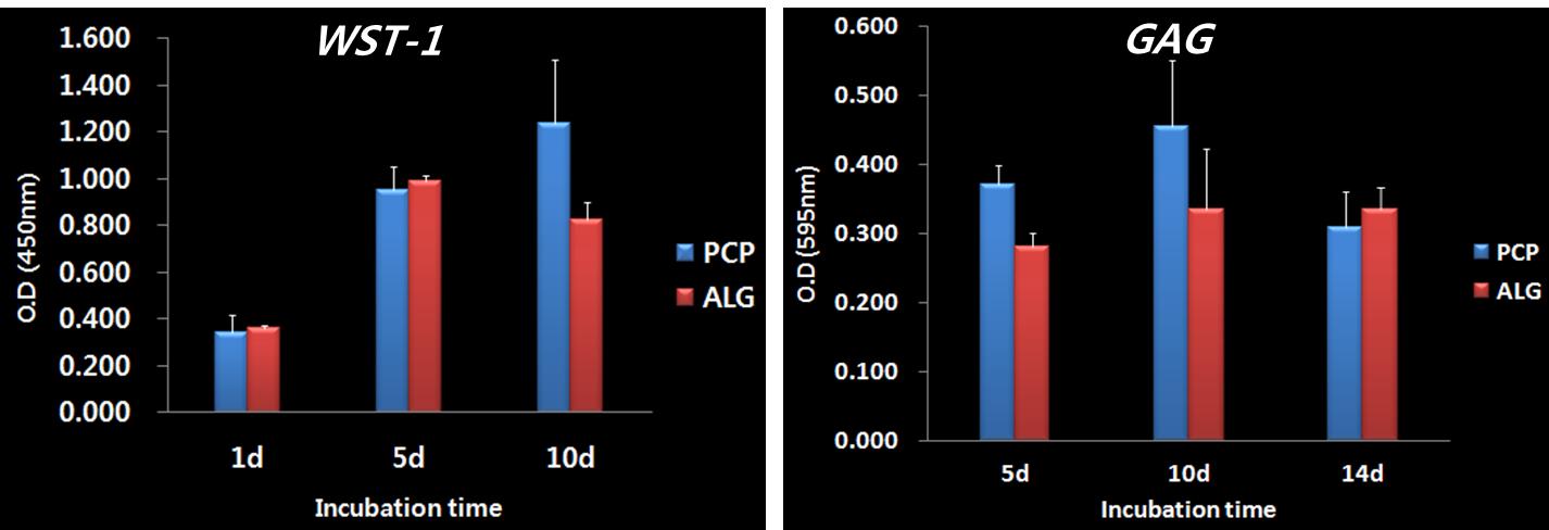 0.2% PCP + Alginate 인공지지체의 세포 특성 실험 결과 : 증식 특성(좌), 분화 특성(우)