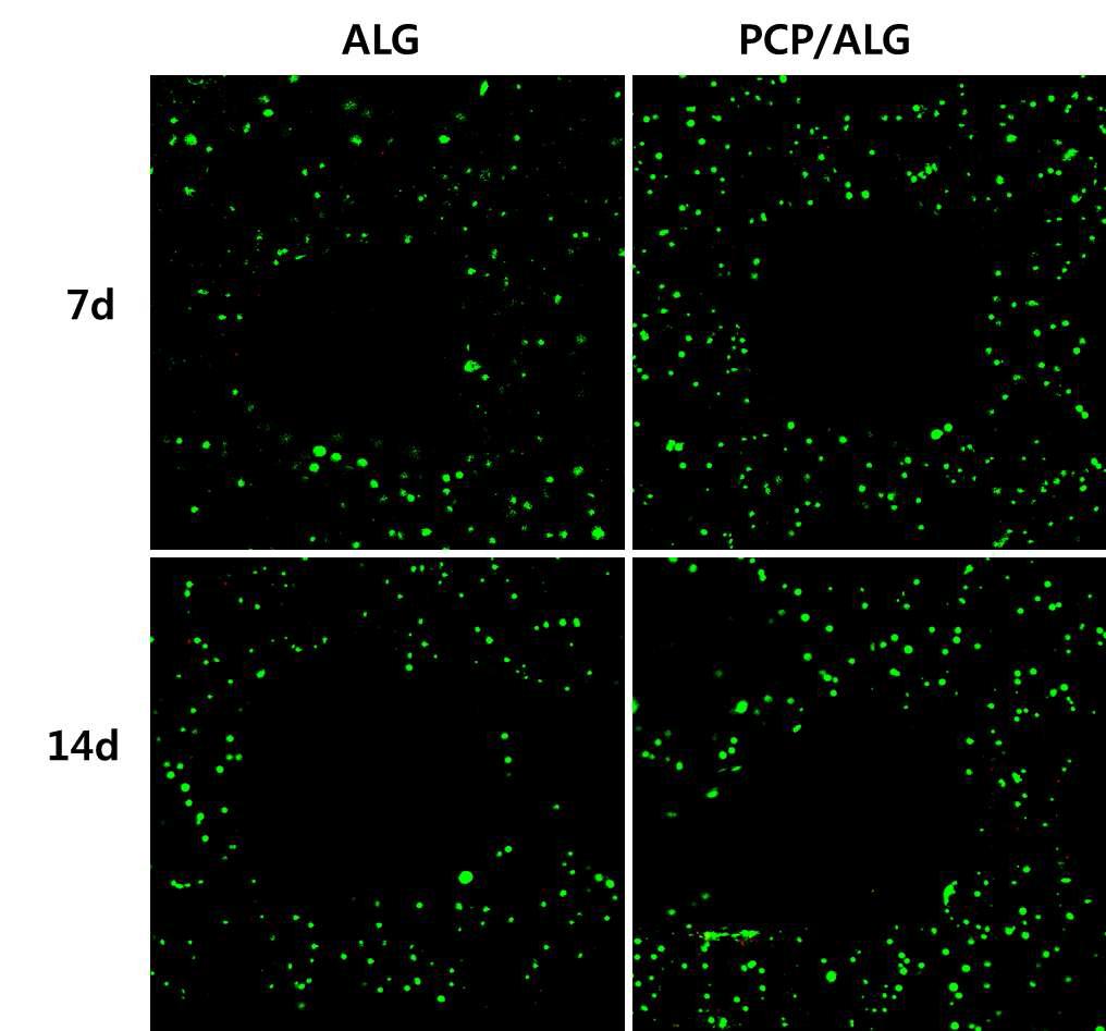 0.2% PCP+Alginate 인공지지체의 Live/Dead cell assay 결과 (7, 14일)