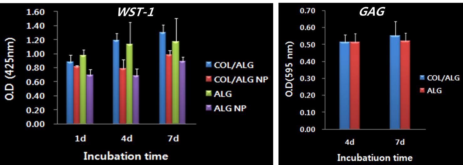 0.27% Collagen + Alginate 인공지지체의 세포 특성 실험 결과 : 증식 특성(좌), 분화 특성(우)