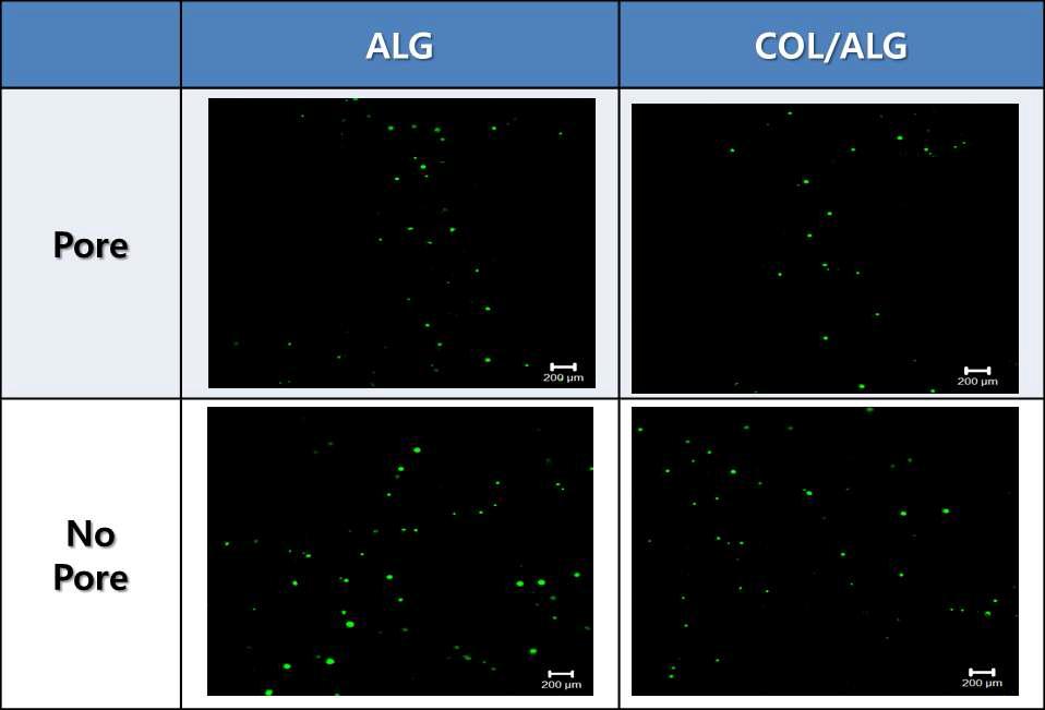 0.27% Collagen +Alginate 인공지지체의 Live/Dead cell assay 결과 (7일)